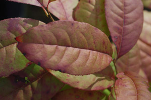 Sourwood, fall color